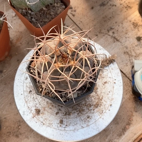 燊***一个守金魔天龙仙人球