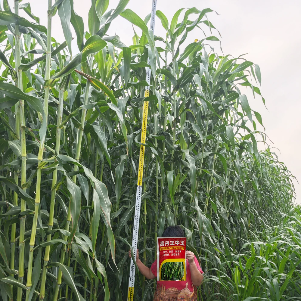 高丹王中王牧草种子批发高产牧草高丹王中王养牛养羊养鱼牧草种子