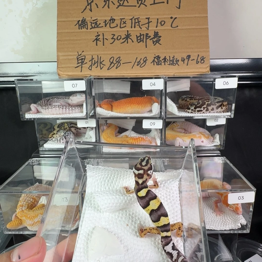 豹纹守宫土匪弟弟