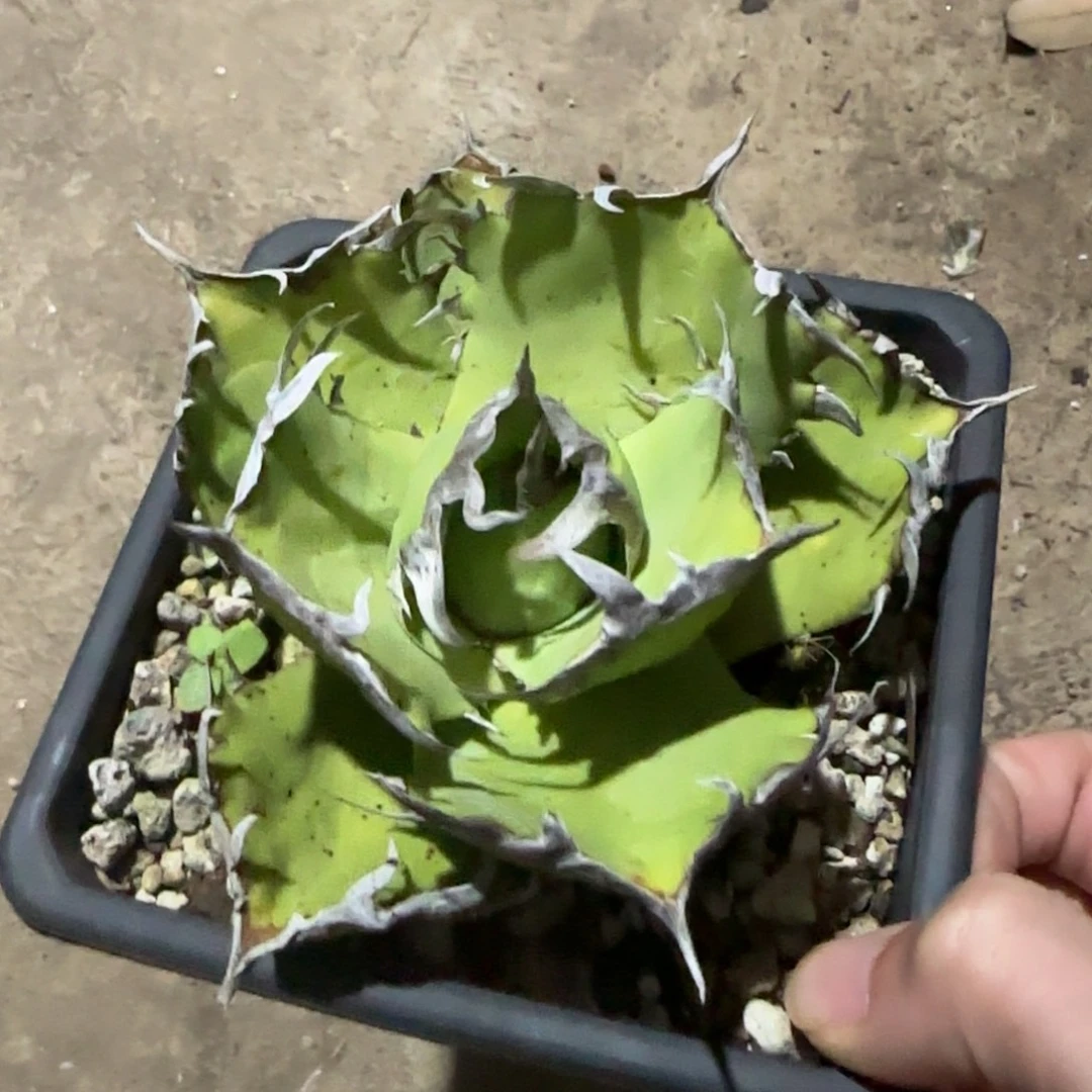 胖海仁王冠龙舌兰