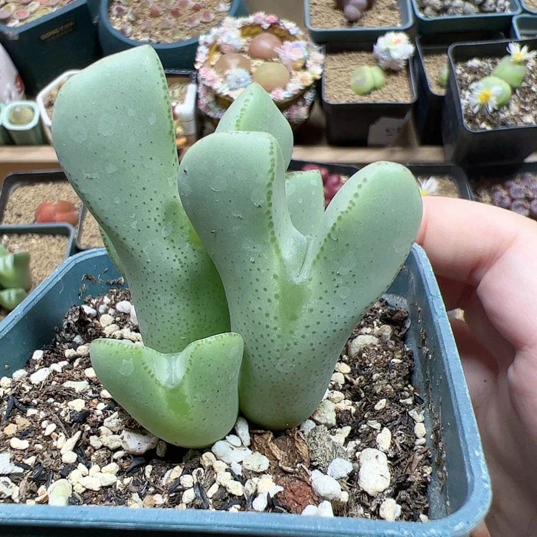 【闪购商品】343 福利