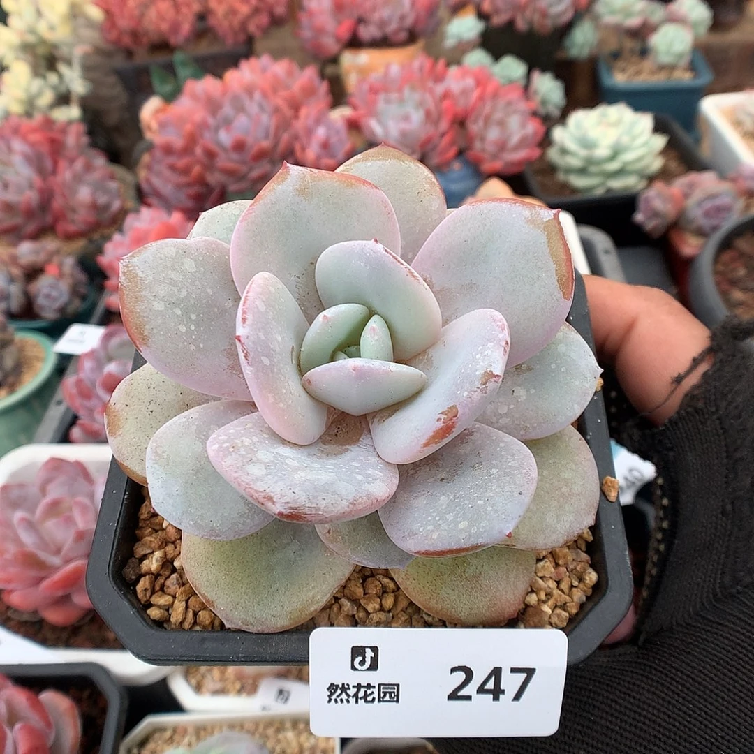 247奶茶多肉植物6666
