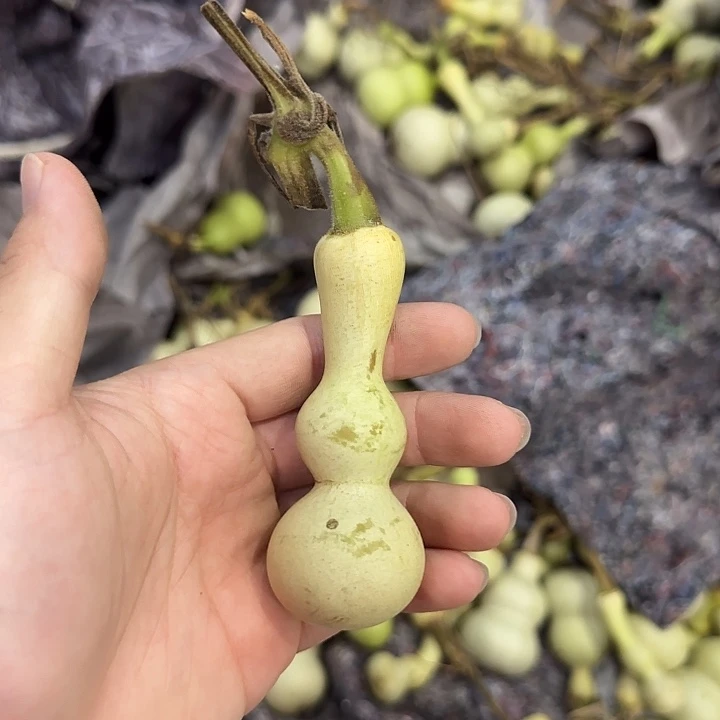 你***好葫芦gjguhhhhjjinn