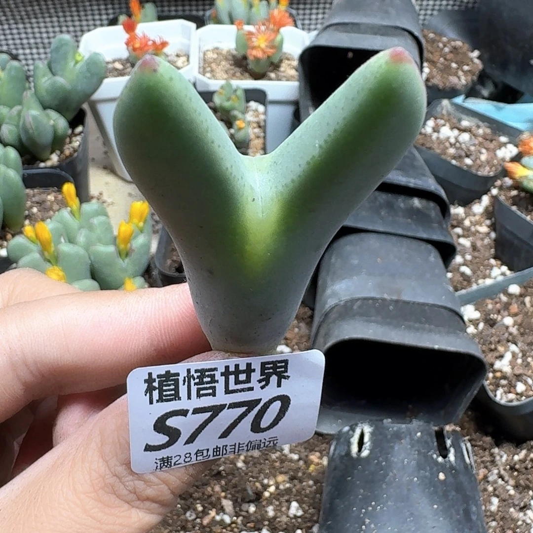 多肉植物的人生fgbb