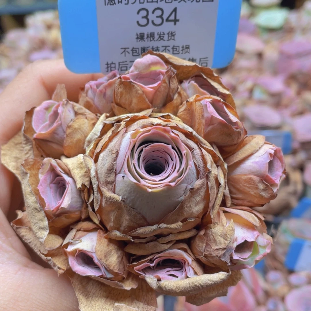 山地玫瑰334断枝不包损不售后