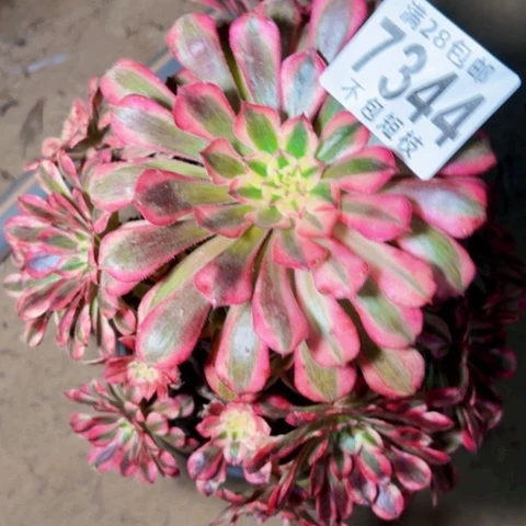 紫铜多肉植物法师7344