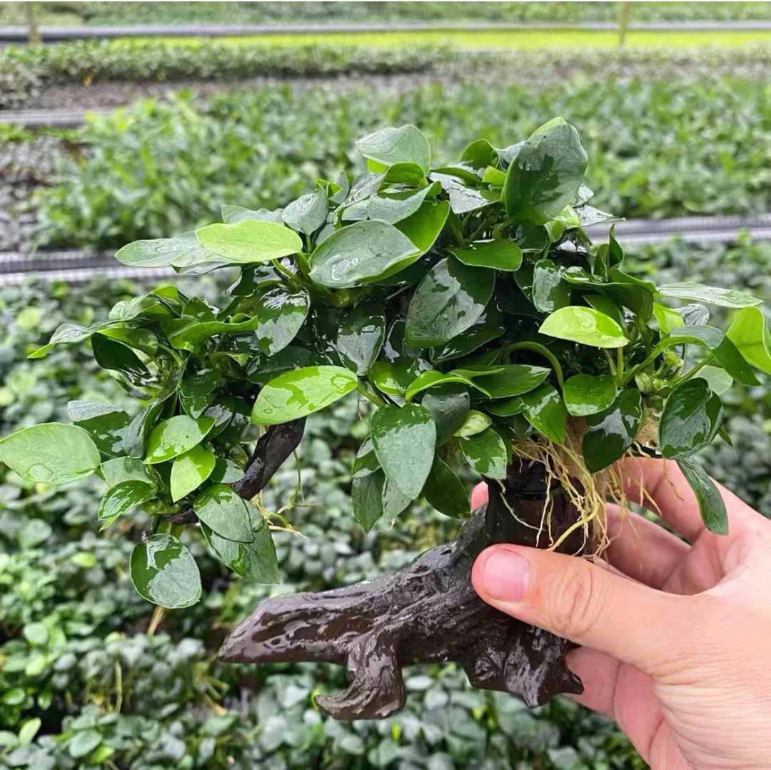 水榕树鱼缸造景底座是树脂真水草懒人水草易养好打理