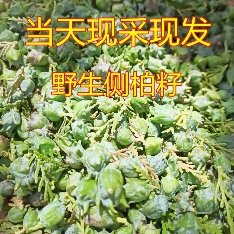 生鲜冷链农家妈妈现摘现发1斤新鲜野生柏树果柏树枝叶侧柏果