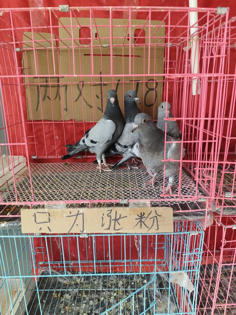 鸽子一对鸽子笼鸽子窝