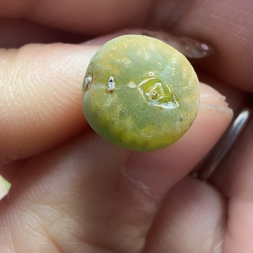 多肉拉登送奶杂大漏143号