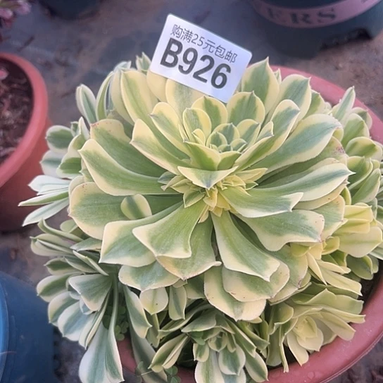 灵*儿多肉植物一个