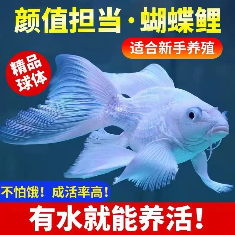 贵妃石膏白台湾蝴蝶鲤精品赛级球体短身大鳍长尾锦鲤冷水观赏鱼苗