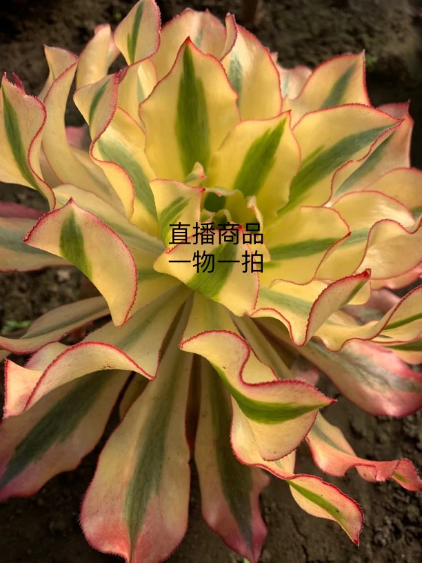 多肉法师一物一拍一手货源