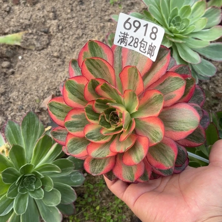 B.  6918玫瑰金母本多肉