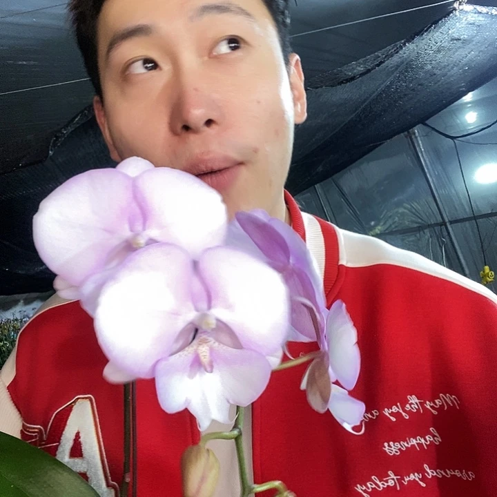 无花朵梦幻天使蝴蝶兰