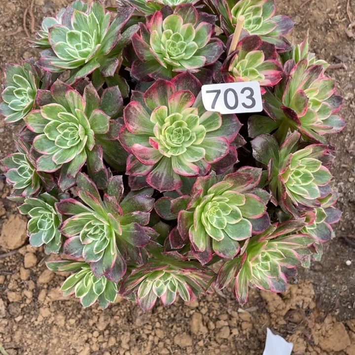 无花朵703万花筒多肉植物