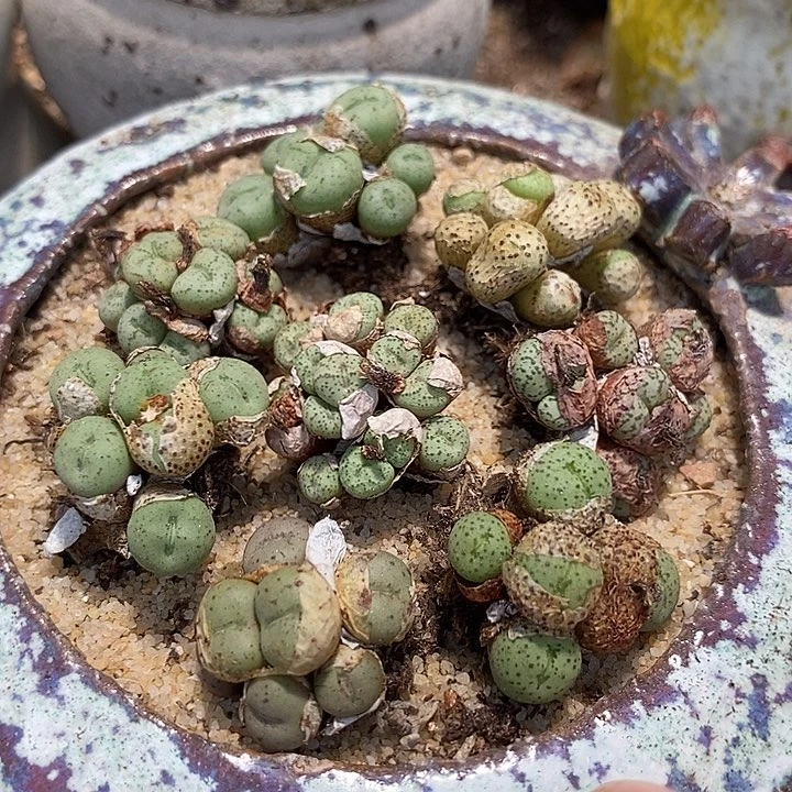 28511肉锥群生    一颗