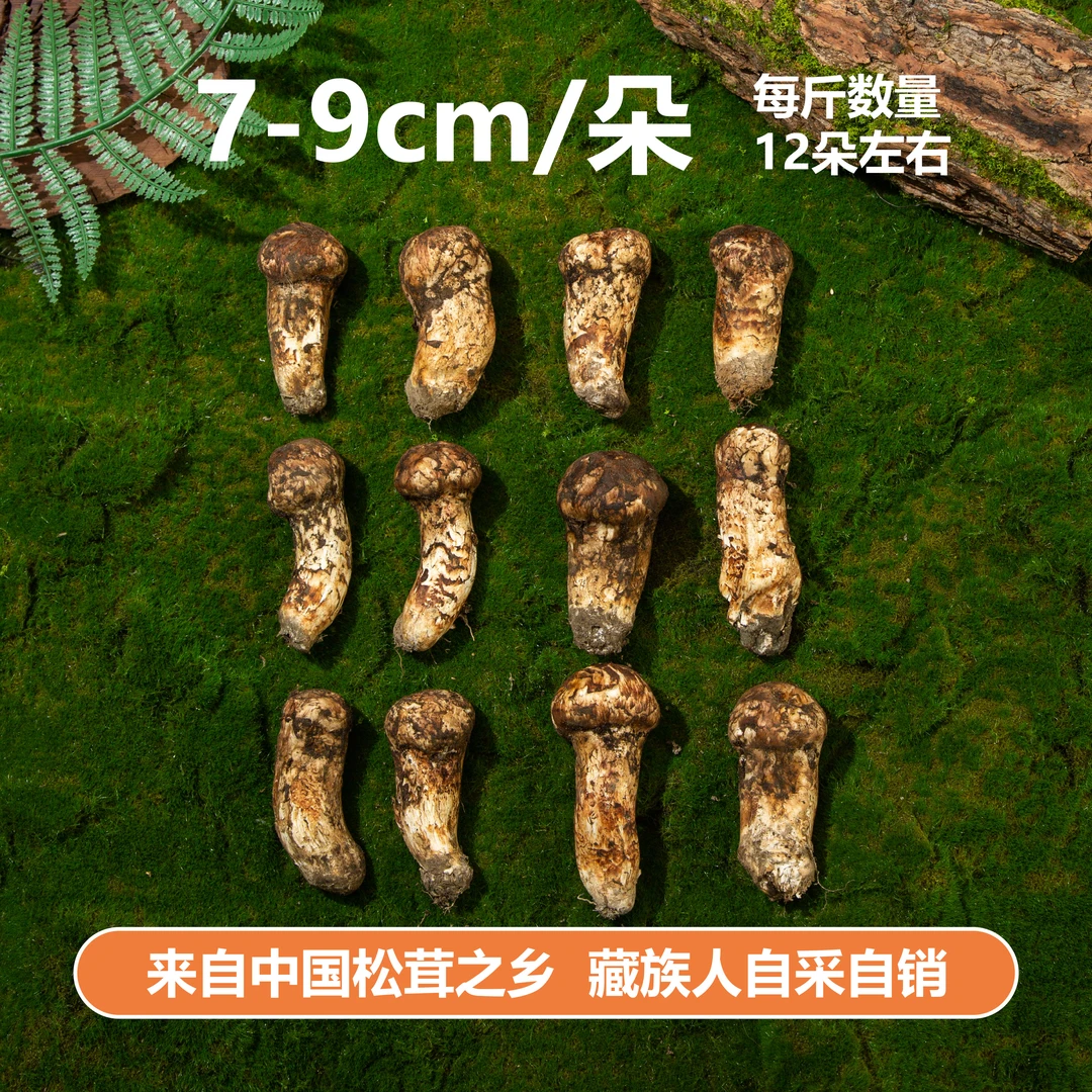 【7-9cm/朵】新鲜松茸 藏族人自采自销 来自中国松茸之乡