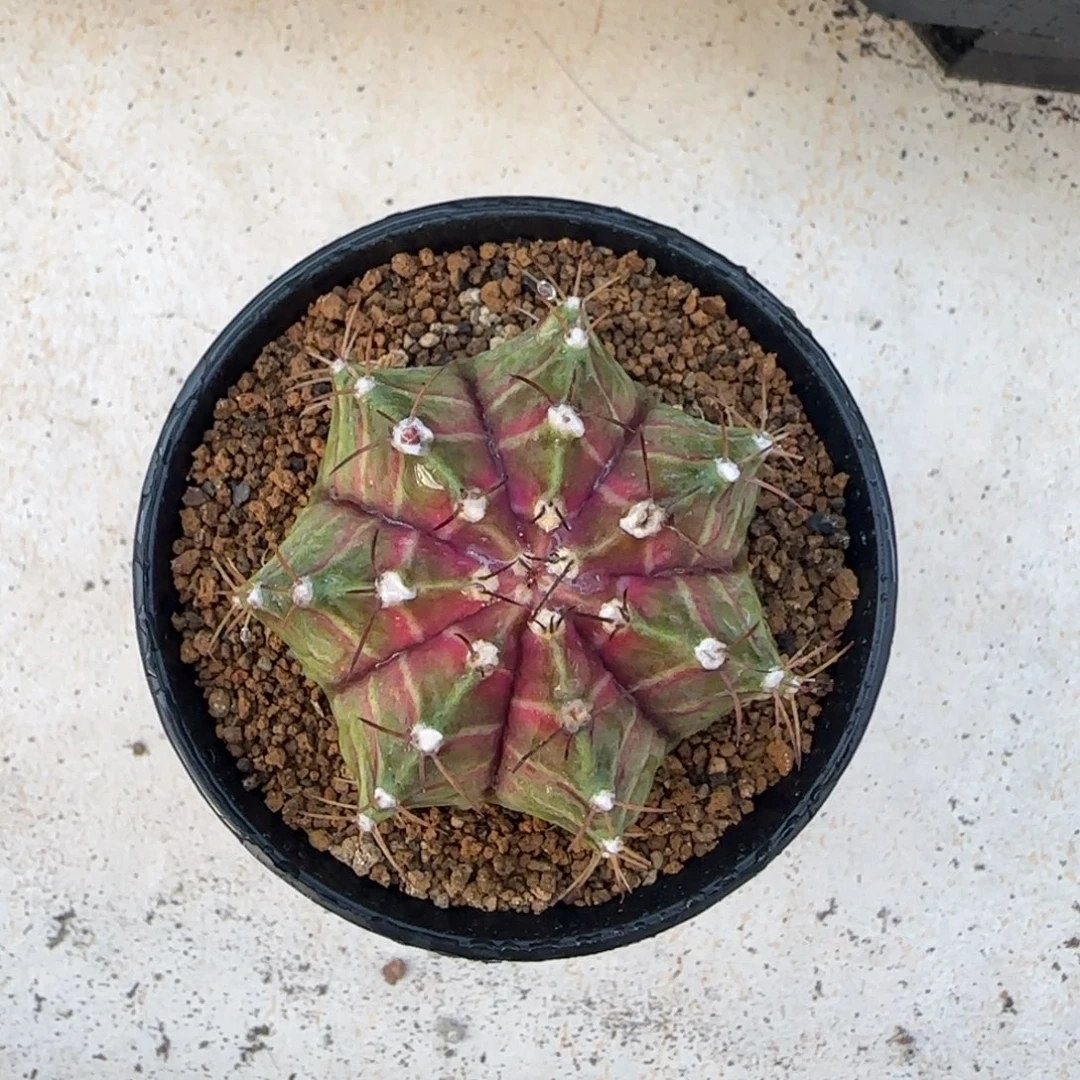 泰系实生肋骨轮回