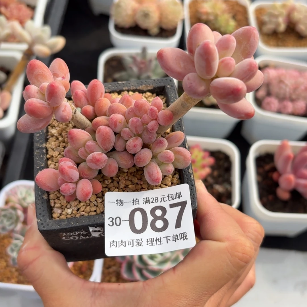 樱花奶/初代苹果奶无盆土发货