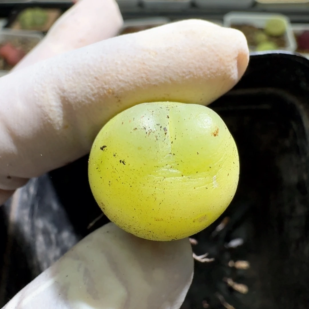 1-12-128拉登1473.18