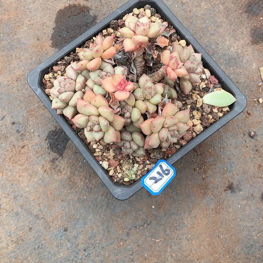 216象牙一物一拍多肉