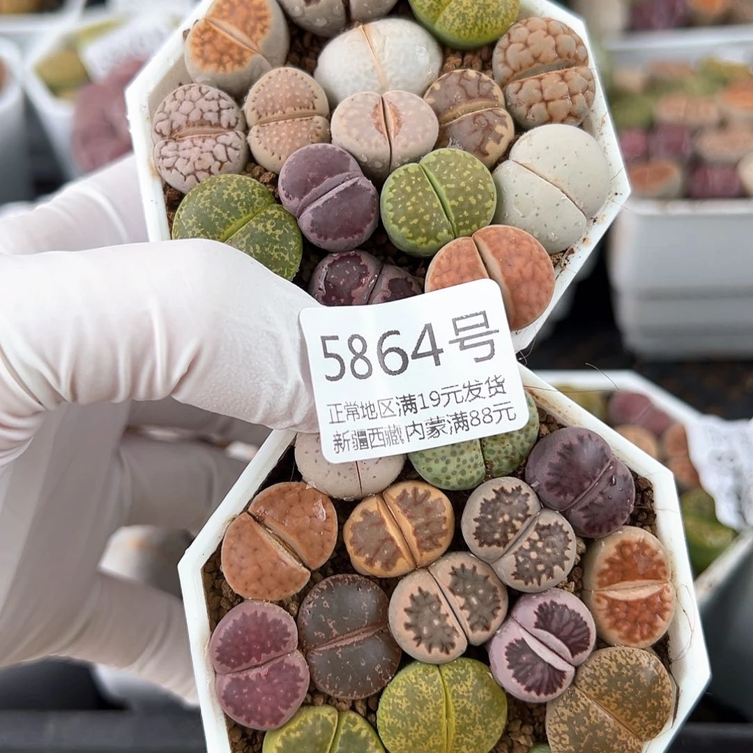 5864 好养易活生石花大母本两盆