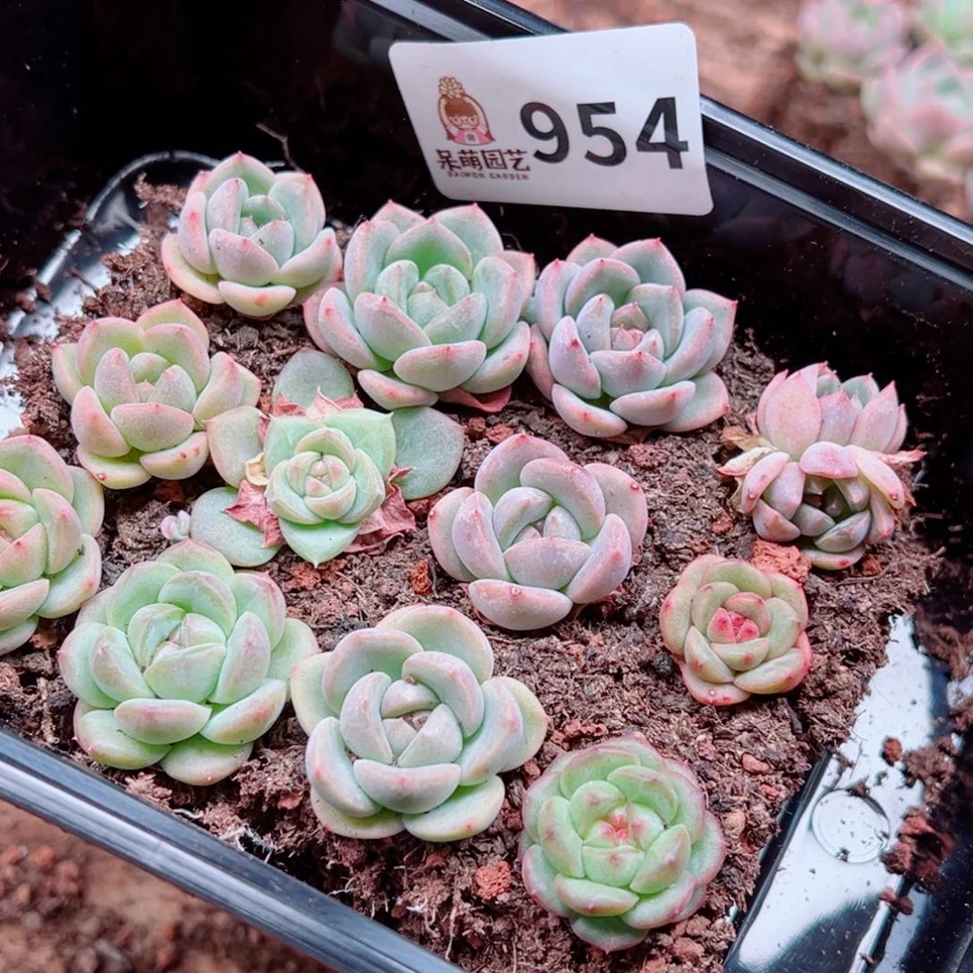 当前无花朵，栽培后可花朵