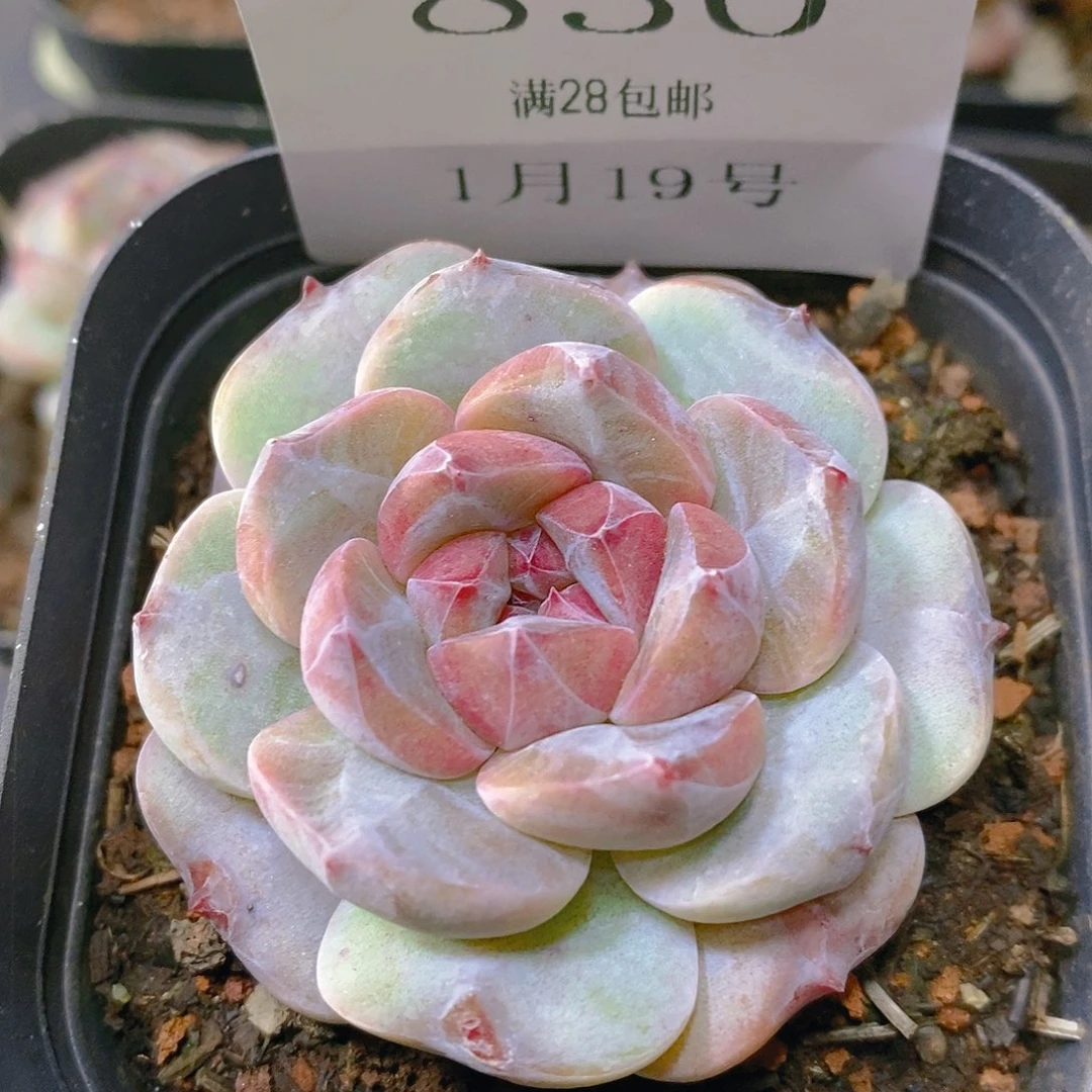 【闪购商品】云830