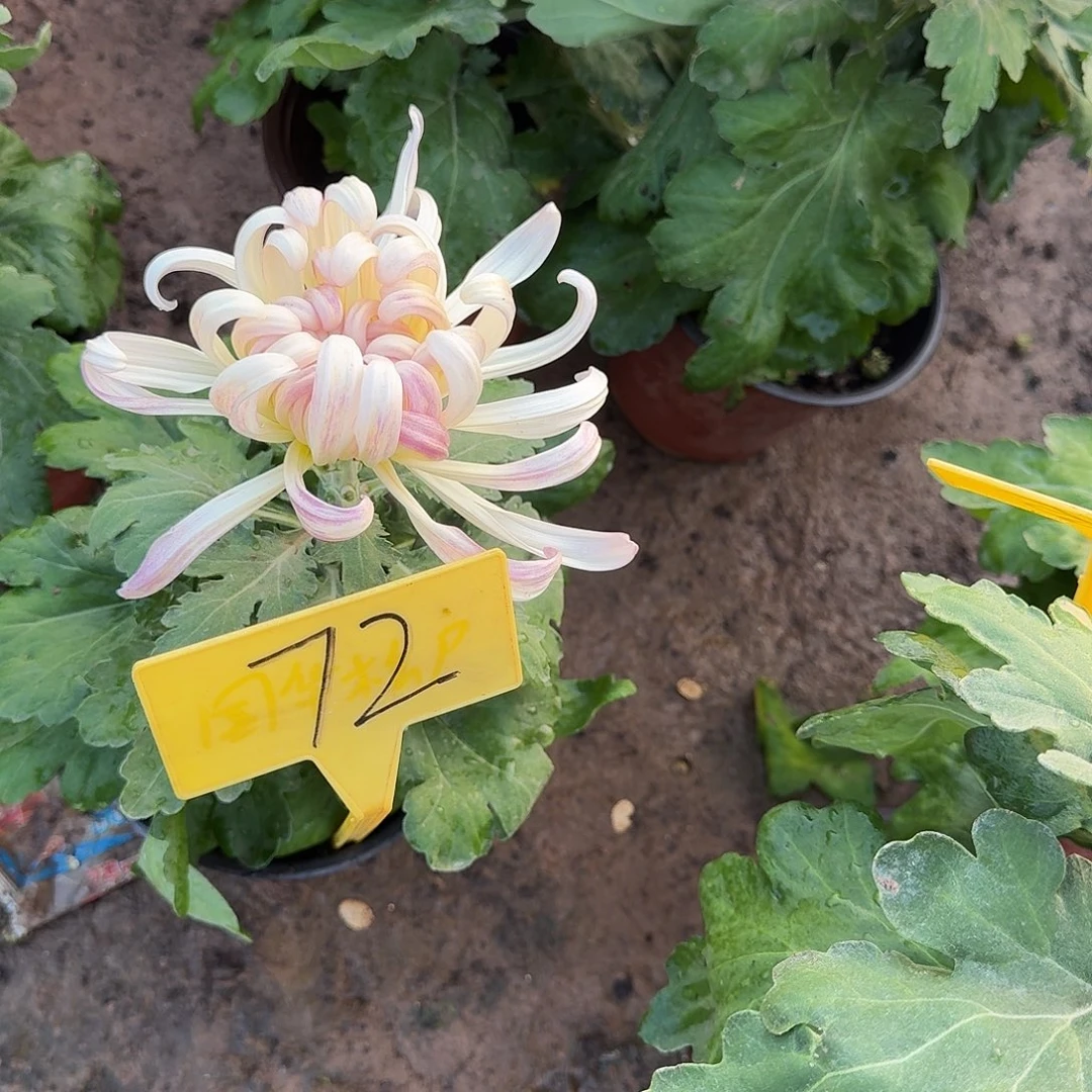 大部分花苞少量开放72圣者