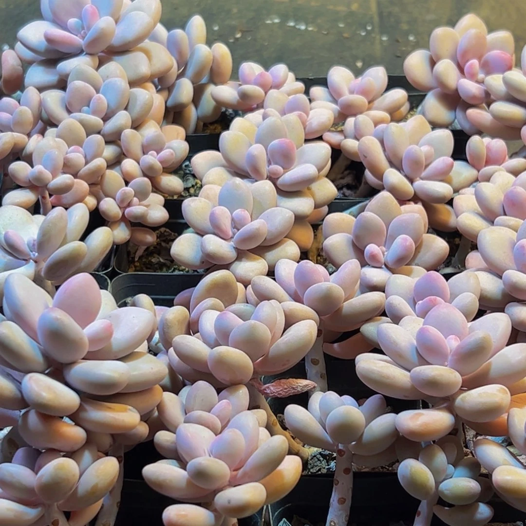 719多肉葡萄的价格是多少啊