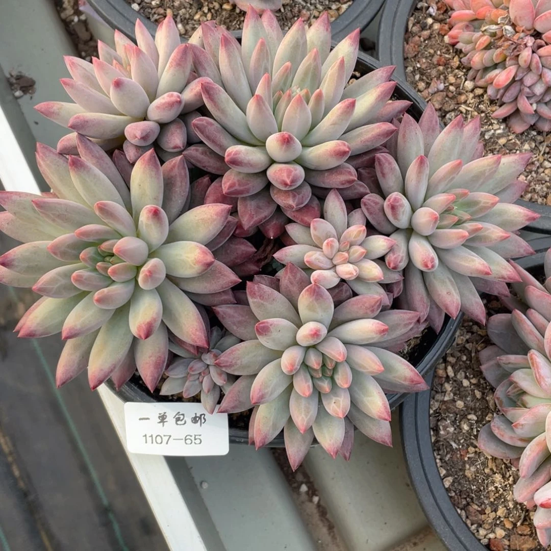 ?**?1107-65-如烟。。。。。。，