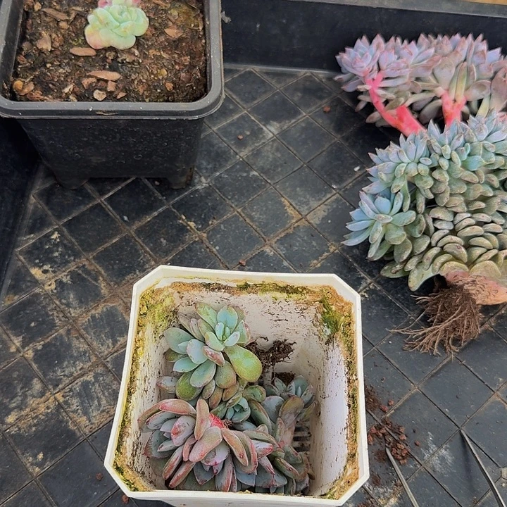 天***i一物一拍不退不换