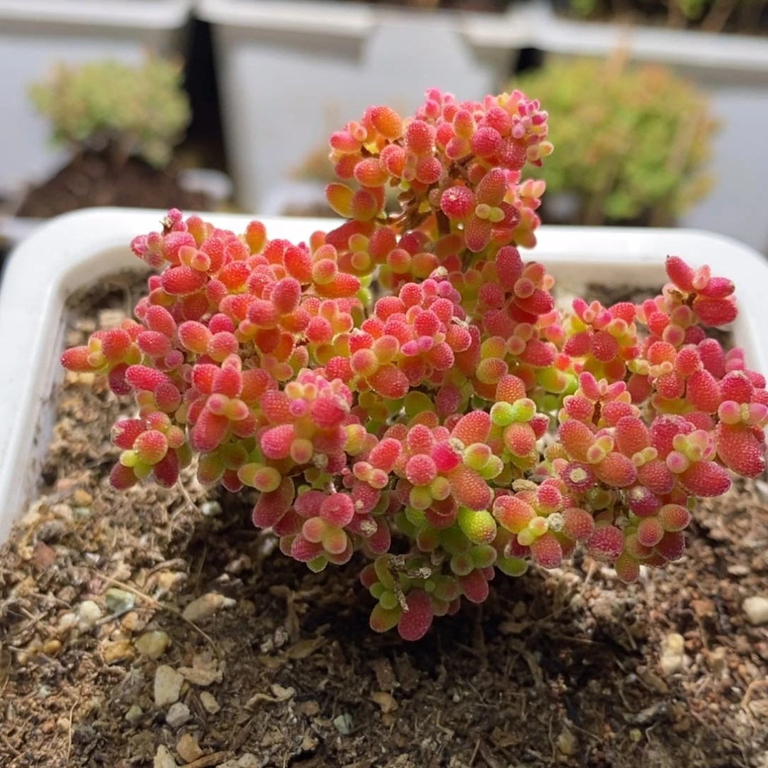 蜜桔糖球新年快乐A680