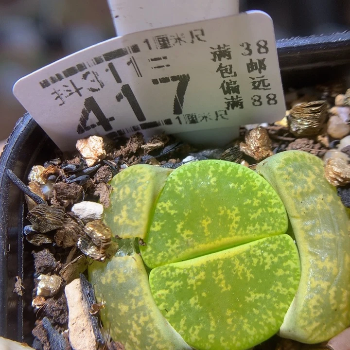 精品生石花311.417