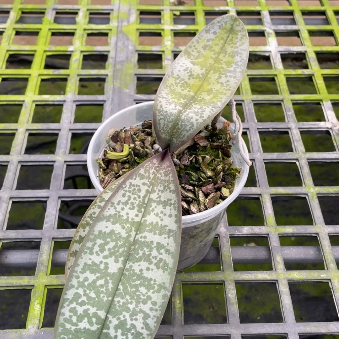 当前无花栽培后可以开花高货，有老化根
