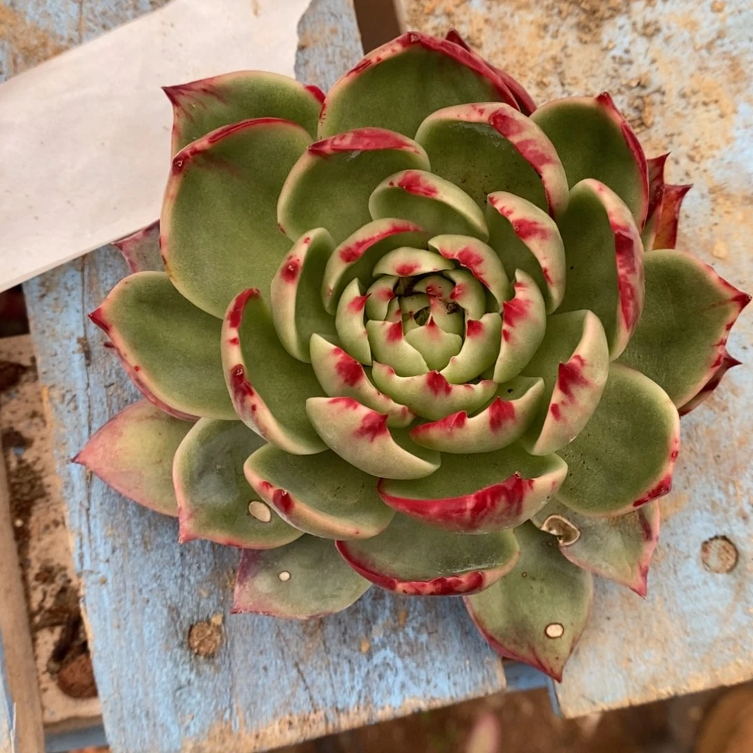 汪***艳       88。