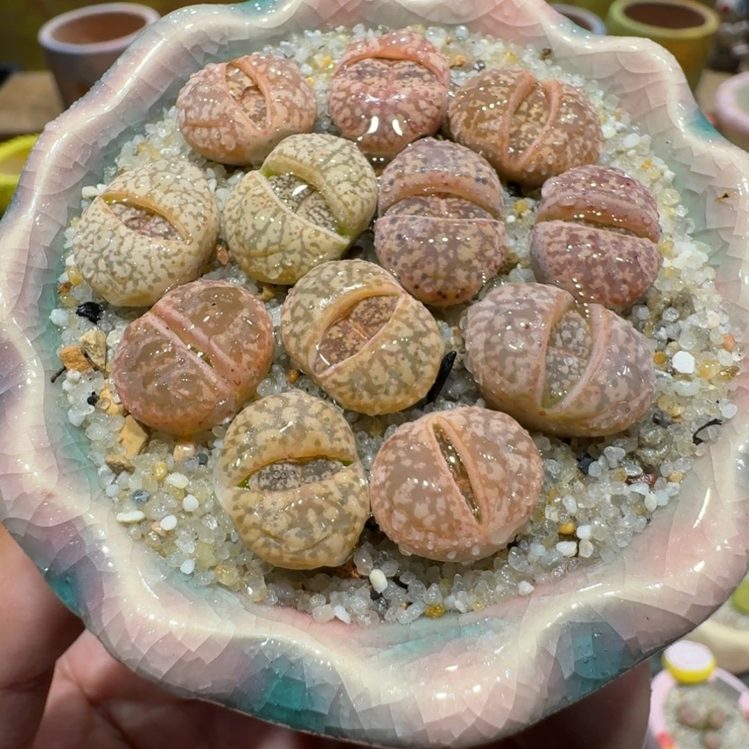 蘑菇1369源氏玉彩拼多肉植物