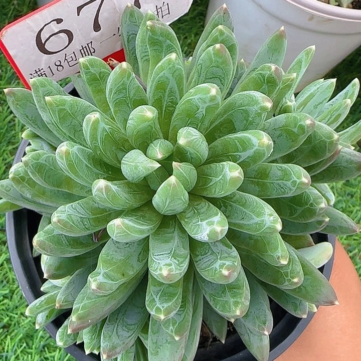 多肉植物677一物一拍