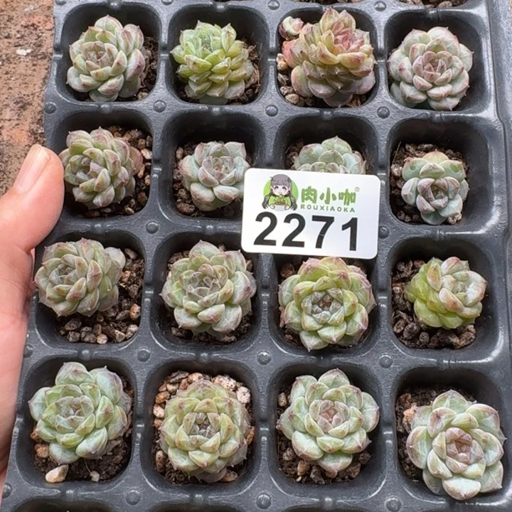 九***煊无花朵多肉植物多肉植物