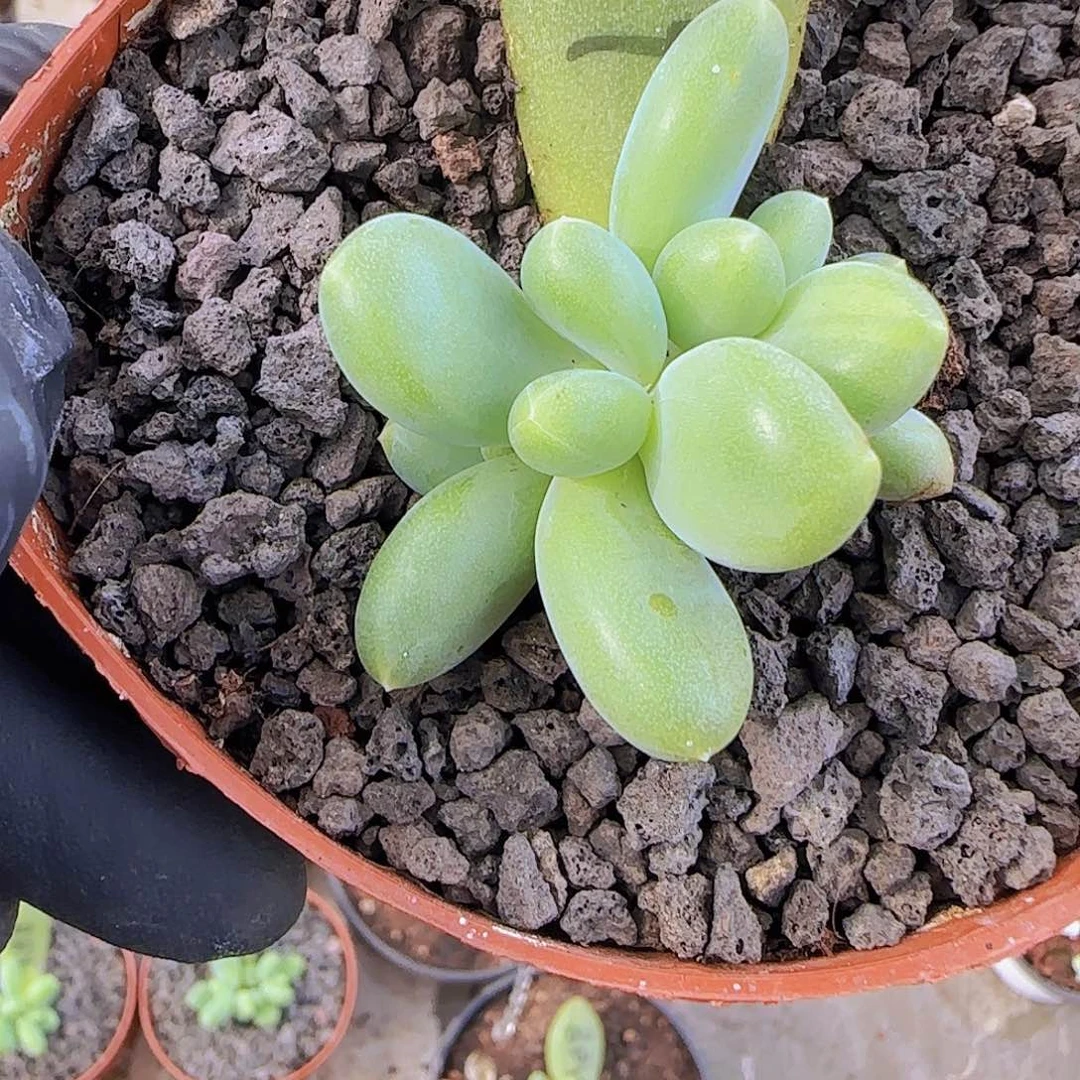 芭比亚小苗一物一拍