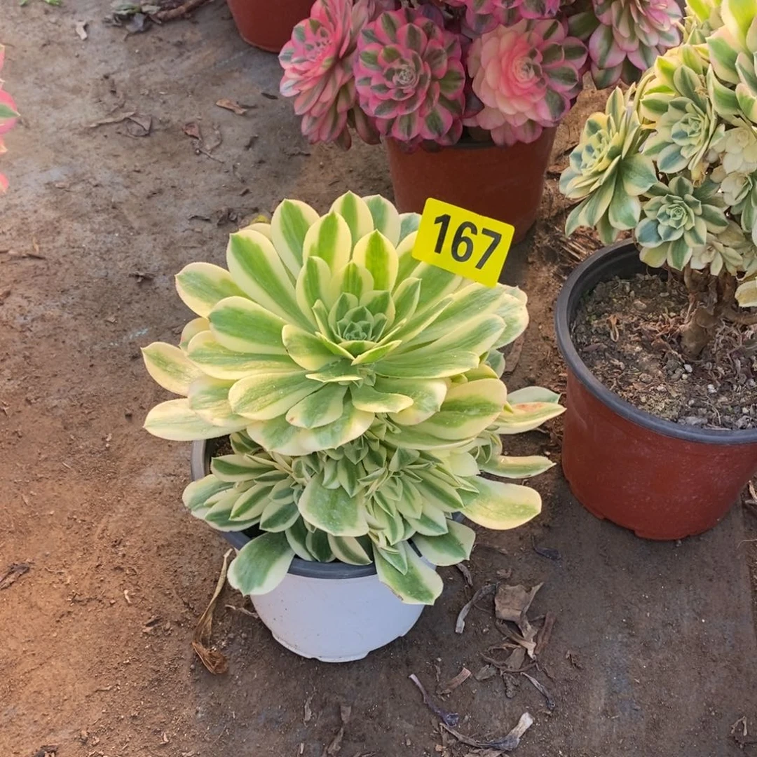 迈巴赫多肉法师嫩庄167