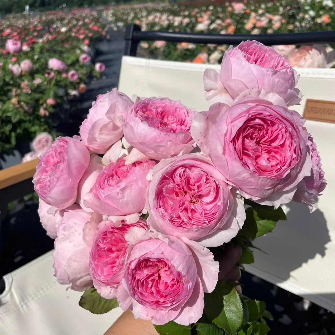 新品大花【玉环鸣】粉色大花包子浓香耐热耐晒阳台庭院月季