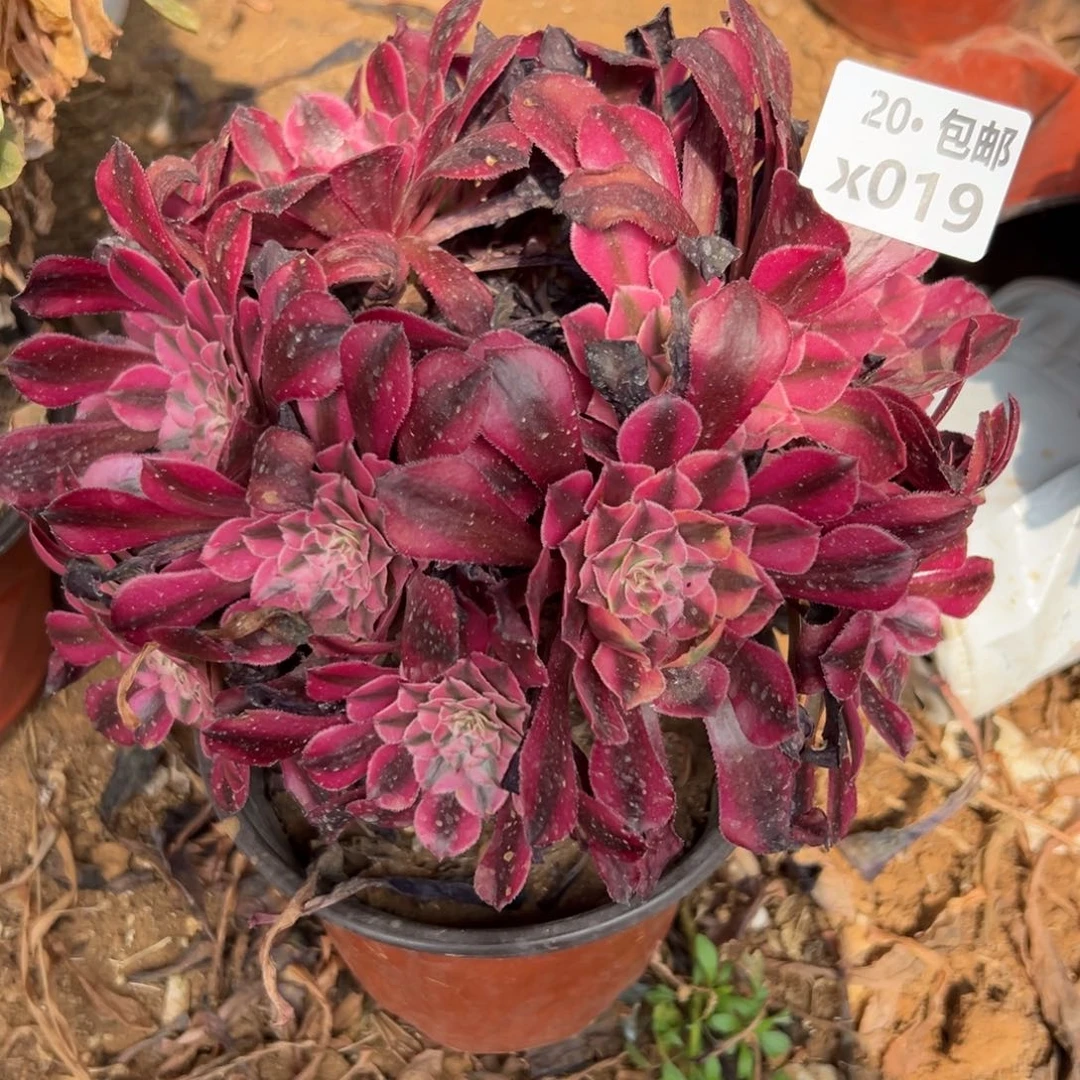 019红铜白，满20包邮