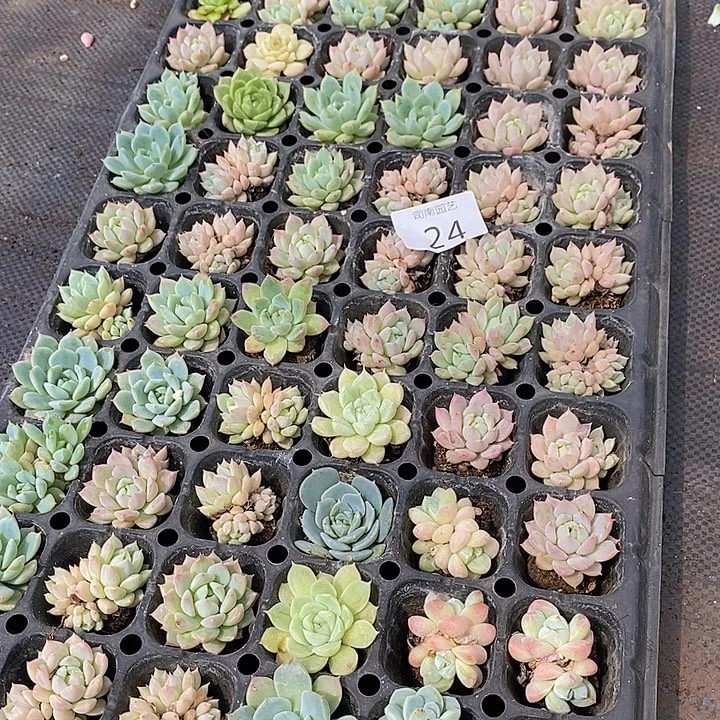 24 多肉植物盆栽花卉