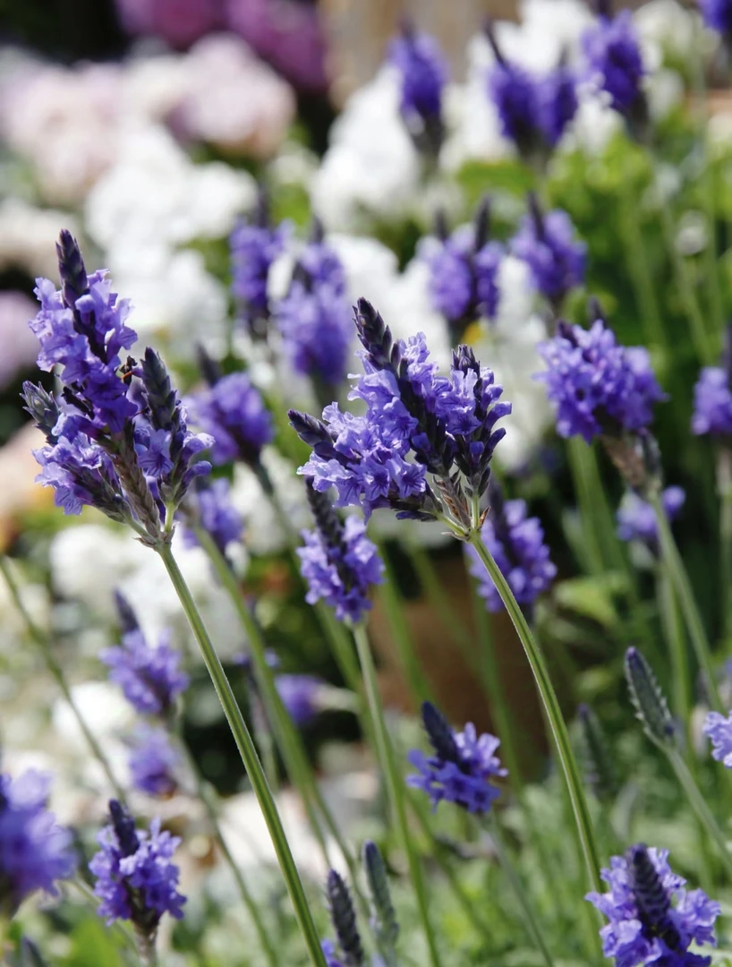 [薰衣草] 120口径盆 宿根多年生香草普罗旺斯薰衣草庭院唯美
