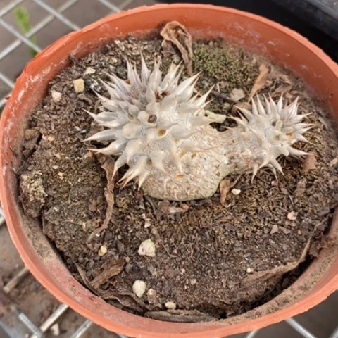 惠比大黑双头6仙人球