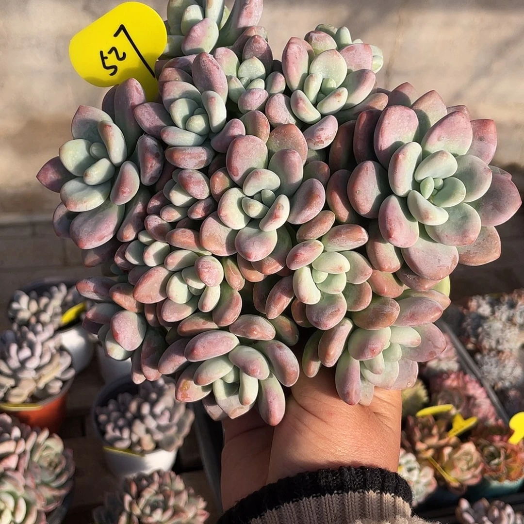 红洛神多肉植物群生527