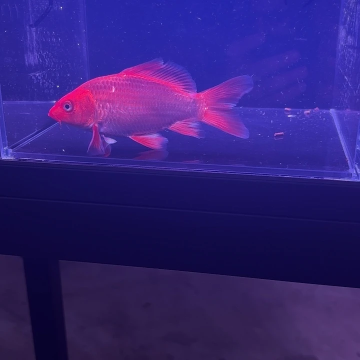 筱***到蝴蝶鲤2号蝴蝶鲤小缸