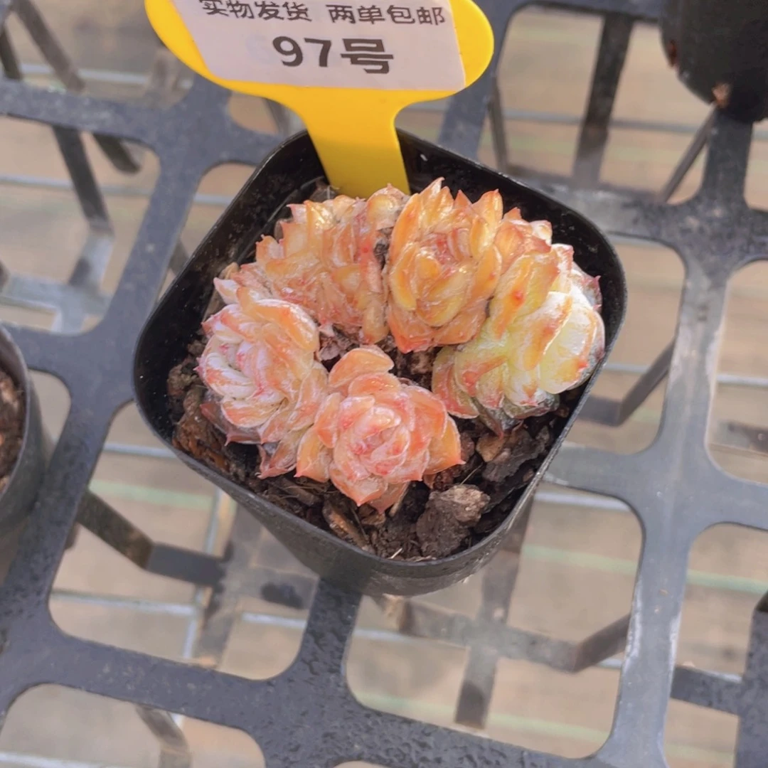 97号 全状态卡布奇诺朵朵缀